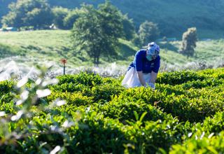Dağların zirvəsində yaradılmış çay cənnəti (FOTO)