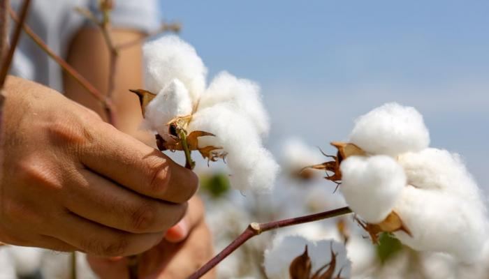 Reconstruction of Azerbaijani cotton processing plant completed