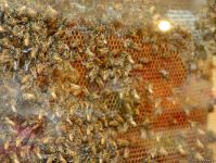 Всемирный день пчел в Азербайджане (ФОТО)