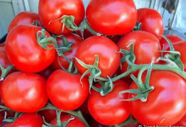 Узбекистан сократил экспорт томатов