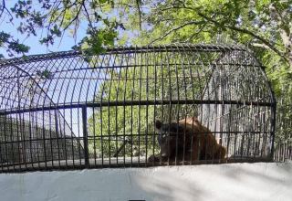 Обнаруженный в Шеки бурый медведь находится под наблюдением в вольере
