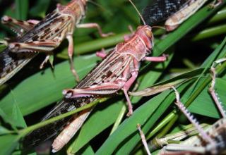 Japanese agency funds project aimed at improving locust control in Uzbekistan