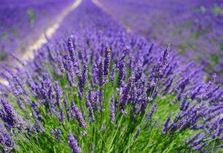 Uzbekistan plans to establish world's largest lavender plantation