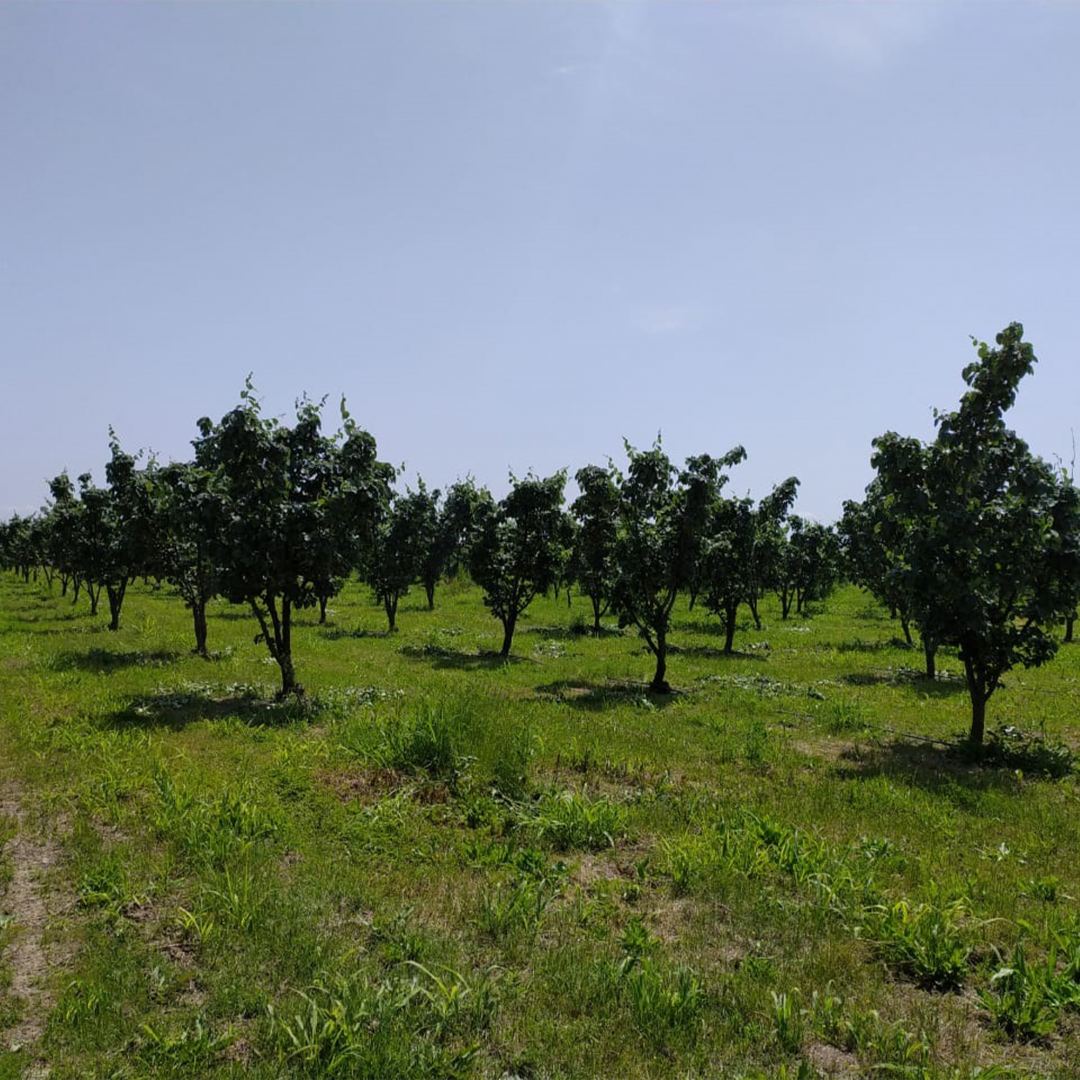 Агентство пищевой безопасности выявило болезни на яблонях, персиках и нектаринах в Азербайджане (ФОТО)