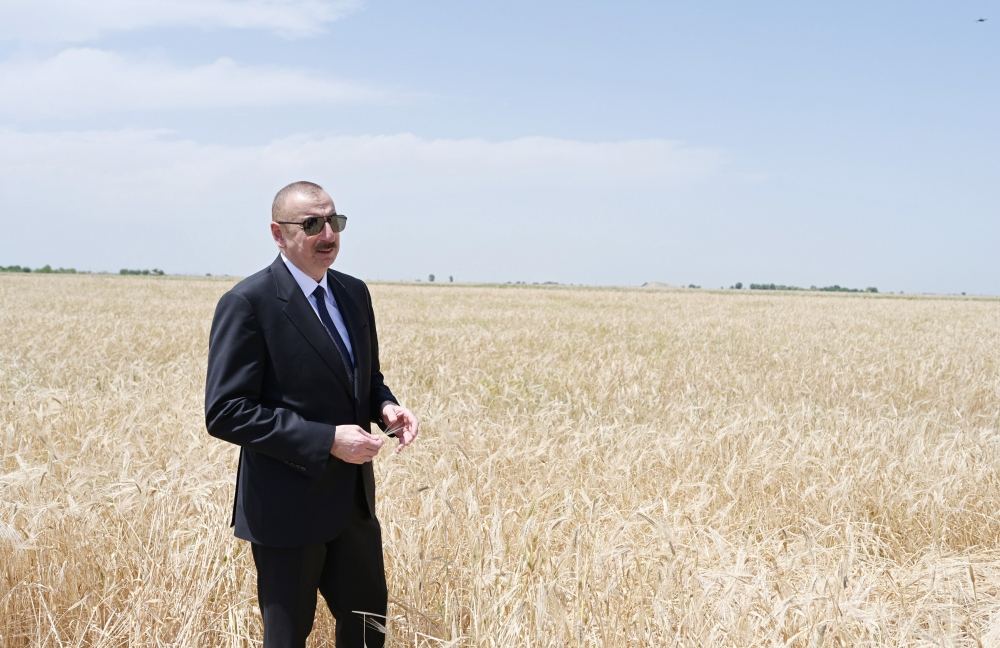 Президент Ильхам Алиев присутствовал на церемонии начала уборки пшеницы в Агджабеди (ФОТО/ВИДЕО)