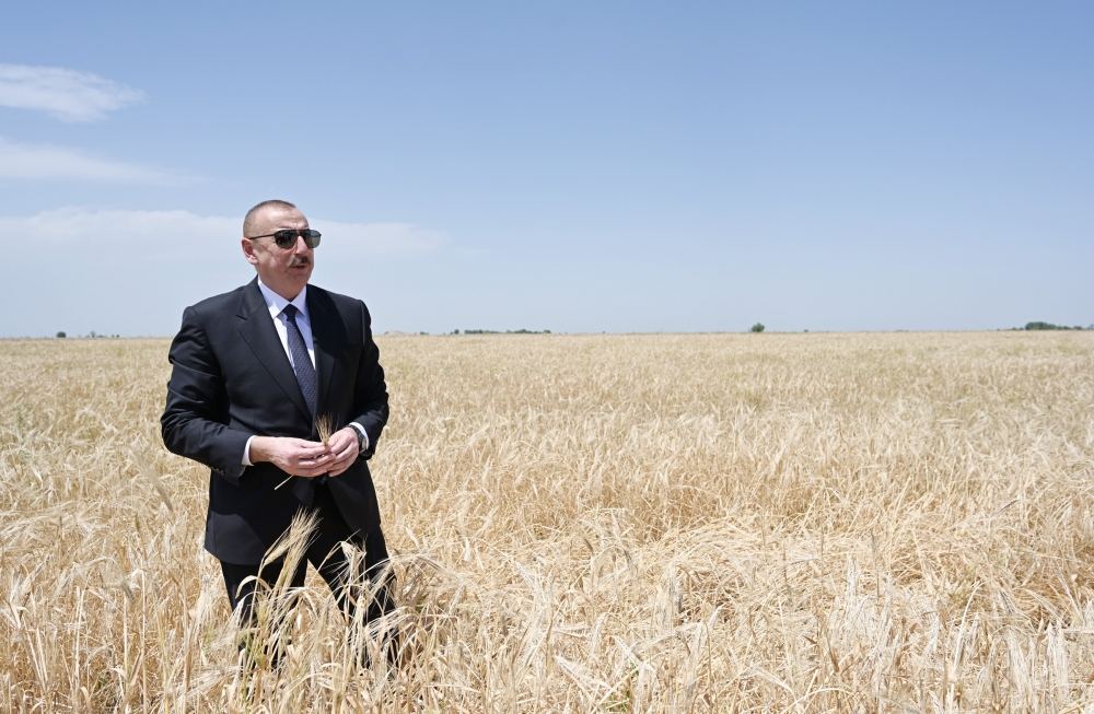 Президент Ильхам Алиев присутствовал на церемонии начала уборки пшеницы в Агджабеди (ФОТО/ВИДЕО)