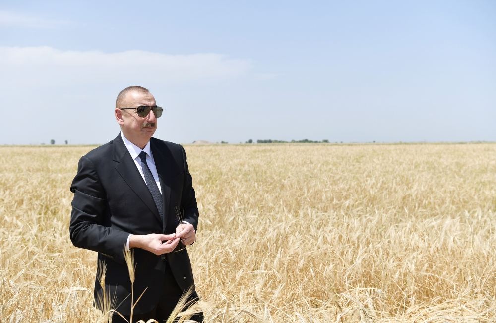 Azerbaijani president attends ceremony to start grain harvest in Aghjabadi (PHOTO/VIDEO)