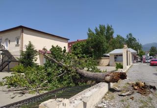 Şəkidə güclü külək ağacı və məktəbin hasarını aşırdı (FOTO)