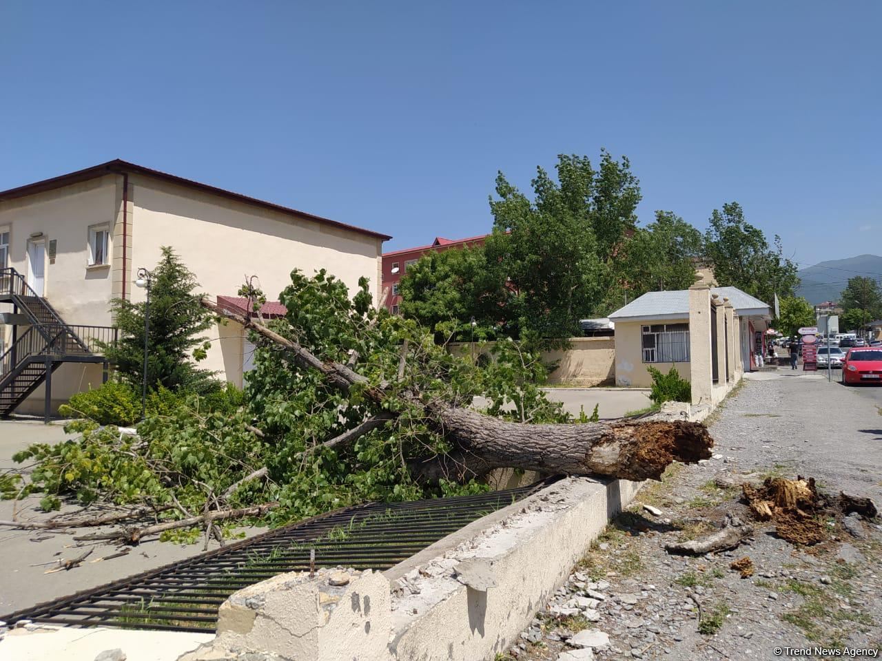 Şəkidə güclü külək ağacı və məktəbin hasarını aşırdı