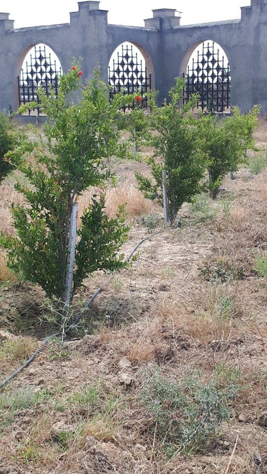 Jurnalistlərin əkdiyi meyvə ağacları bar verib (FOTO)
