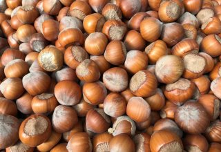 Iran starts export of nuts to China