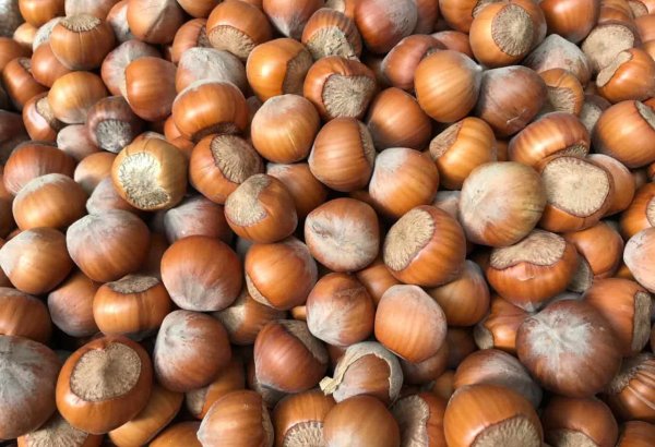 Azerbaijan ranks among world's top hazelnut growers