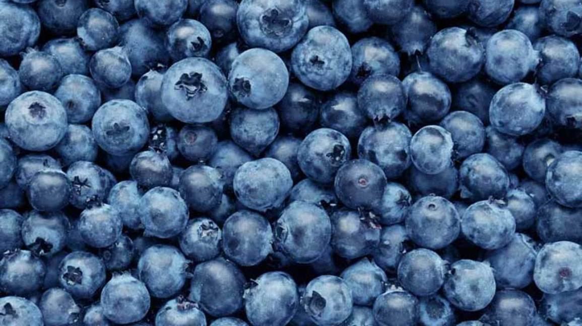 Georgian Green Solutions plans to arrange blueberry seedling plant