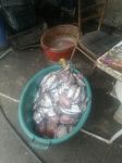 Агентство пищевой безопасности: На коптильном предприятии в Гяндже утилизировано 300 кг рыбы (ФОТО)