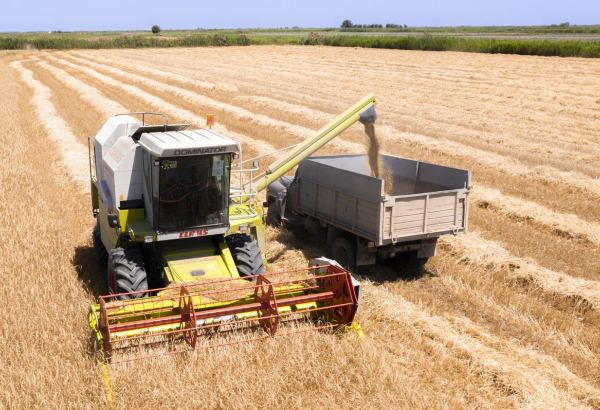 Kazakhstan reveals area of harvested grain in 9M2023