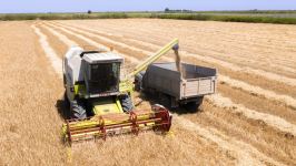 Сбор урожая зерновых в Азербайджане осуществлен на 35,9%(ФОТО)