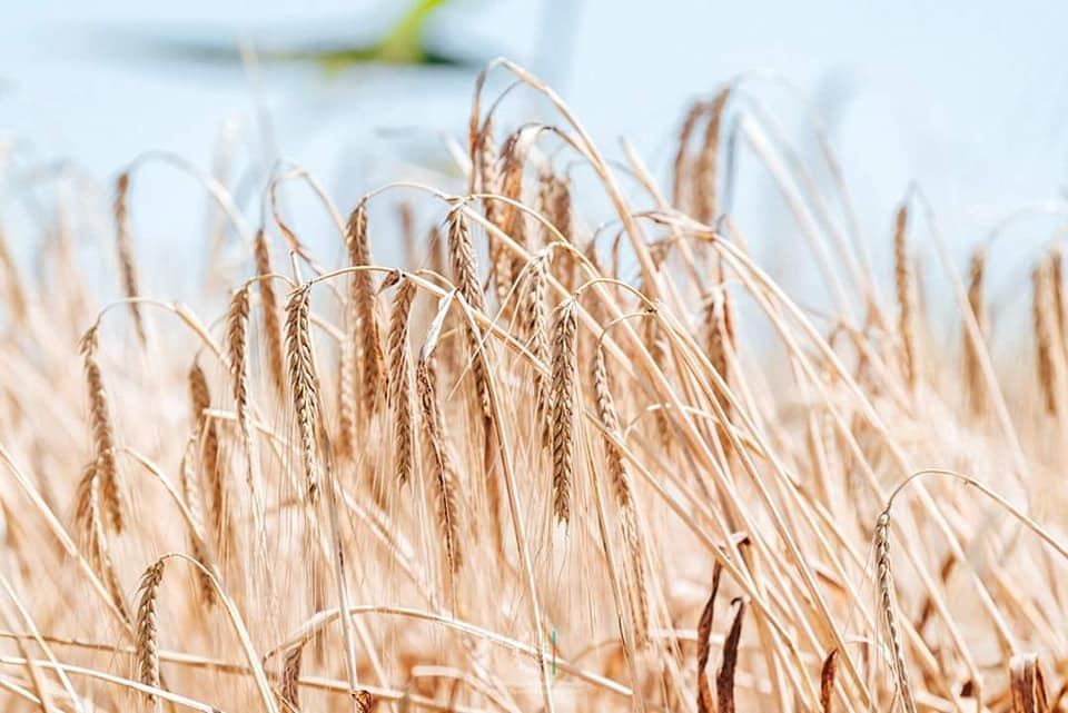 Сбор урожая зерновых в Азербайджане осуществлен на 35,9%(ФОТО)