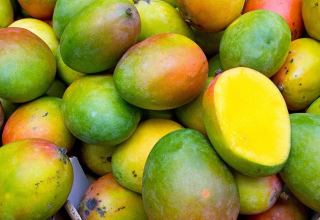 Пакистан планирует экспортировать манго в Азербайджан (ФОТО)