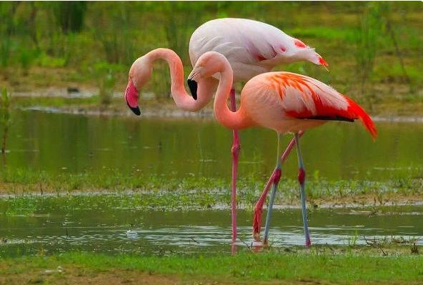 День розового фламинго - живая природа Азербайджана (ВИДЕО, ФОТО)