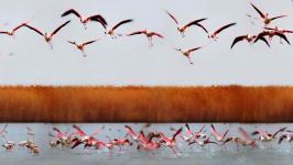 День розового фламинго - живая природа Азербайджана (ВИДЕО, ФОТО)