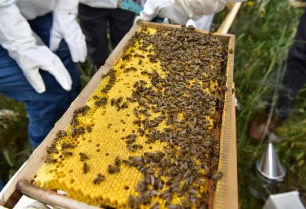 Iran declares activities of beekeeping sector in Fars Province