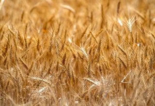 Kazakhstan reveals harvest area of grain, legumes