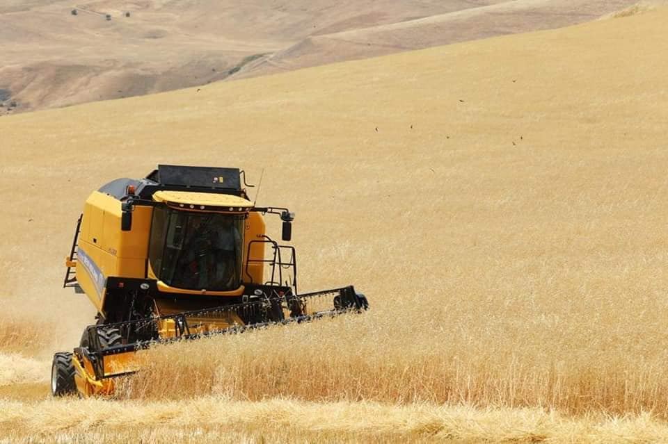 В Азербайджане собрано более 70% урожая зерновых