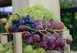 Georgian Kakheti sees increase in volume of processed grapes