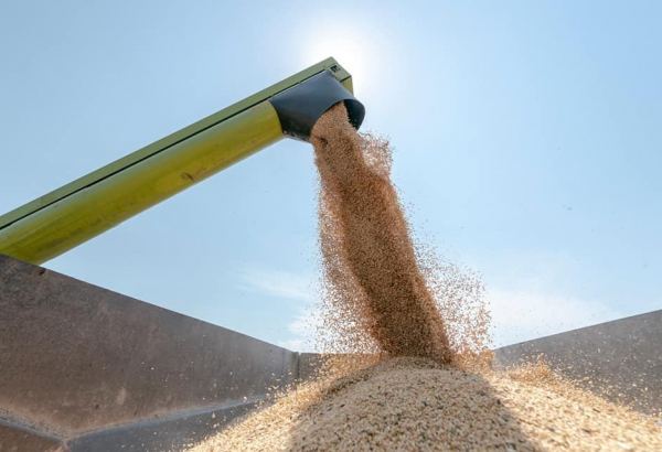 Турция сократила экспорт зерновых и бобовых культур в Туркменистан