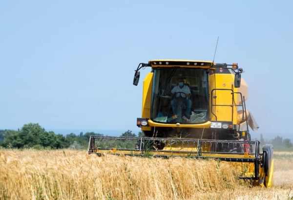 Объемы производства зерновых в 2021 году вырастут – ФАО