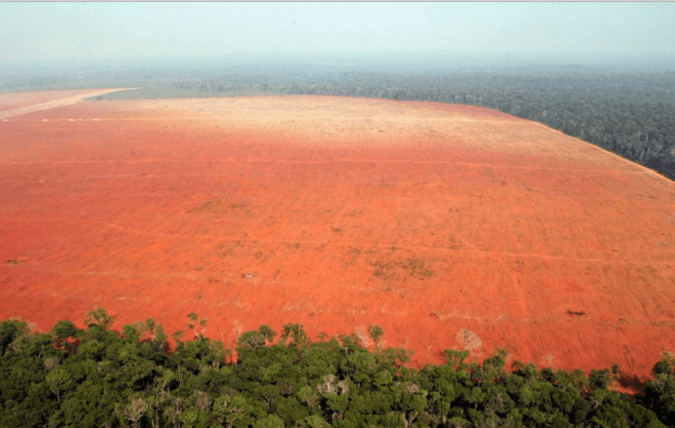 Brazilian Amazon registers record deforestation in June