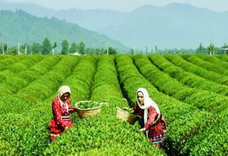 Iran Tea Organization talks about payments to local farmers
