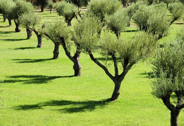Iran expands area for olive orchards