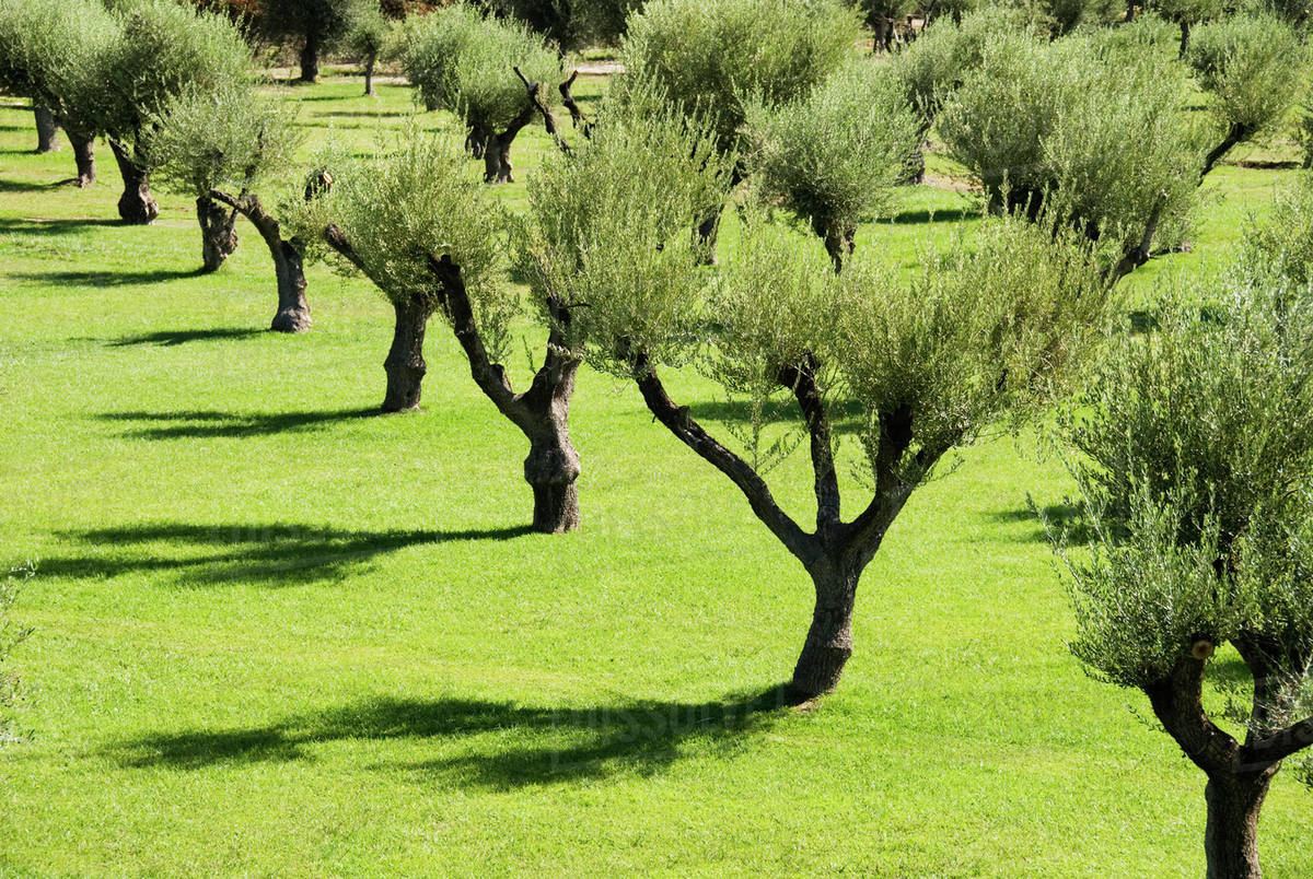 Консорциум TAP восстановил оливковые насаждения вдоль трассы трубопровода в Италии