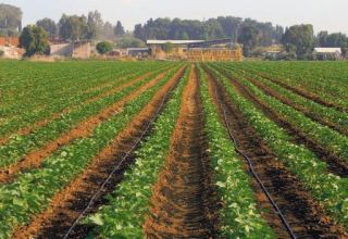 Субсидии государства в Грузии получили 115 тысяч фермеров