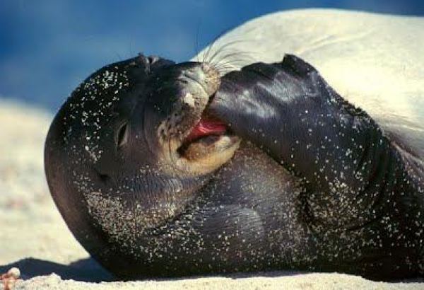 Caspian seal studies launched in Kazakhstan
