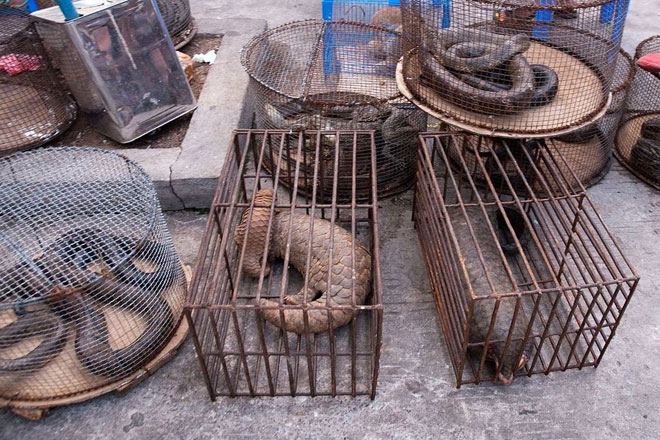 Vietnam bans wildlife trade to curb risk of pandemics
