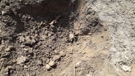 Tovuzda Ermənistan silahlı qüvvələri tərəfindən atılmış minaatan mərmisinin hissələri olunub (FOTO)