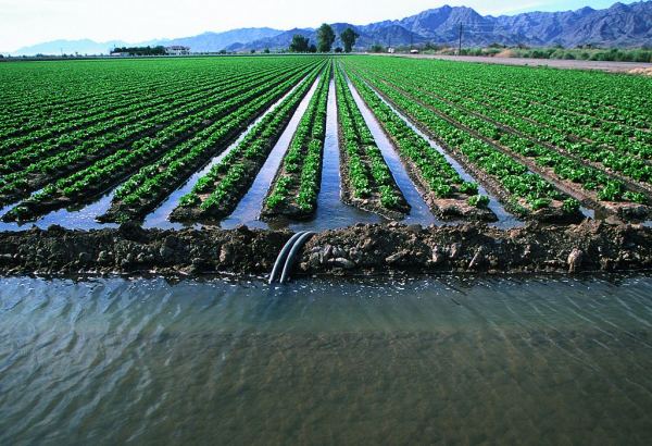 Iran equips some agricultural areas with modern irrigation systems