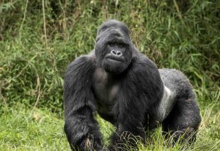 В Уганде убивший горную гориллу охотник получил 11 лет тюрьмы