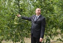 Президент Ильхам Алиев в Балакене ознакомился с садоводческим хозяйством «Бал мейве» (ФОТО)