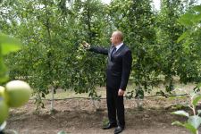 Azerbaijani president views “Bal meyve” gardening in Balakan (PHOTO)