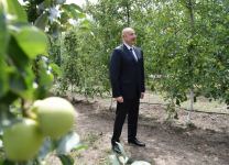 Azerbaijani president views “Bal meyve” gardening in Balakan (PHOTO)