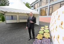 Azerbaijani president views “Bal meyve” gardening in Balakan (PHOTO)