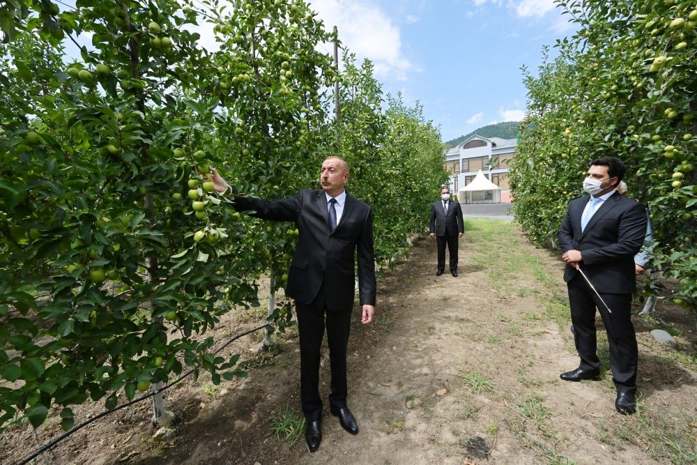 Azerbaijani president views “Bal meyve” gardening in Balakan (PHOTO)