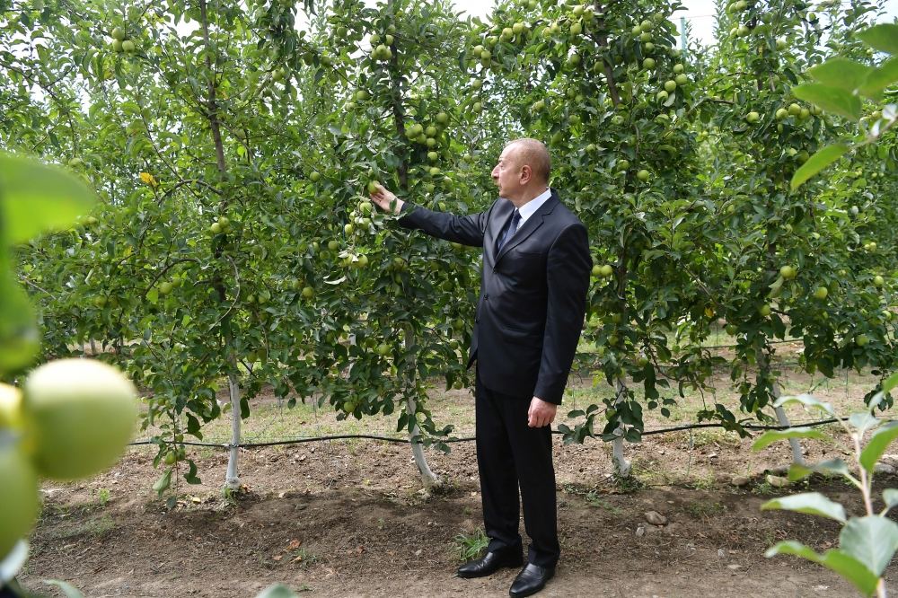 Президент Ильхам Алиев в Балакене ознакомился с садоводческим хозяйством «Бал мейве» (ФОТО)