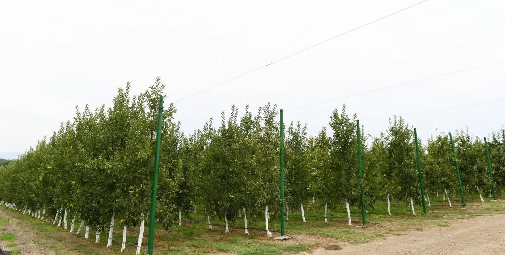 Azerbaijani president views “Bal meyve” gardening in Balakan (PHOTO)