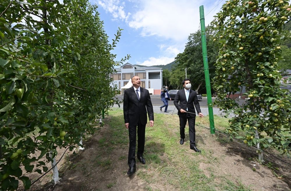 Prezident İlham Əliyev Balakəndə “Bal meyvə” bağçılıq təsərrüfatı ilə tanış olub (FOTO) (YENİLƏNİB)