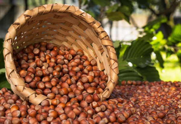 Georgian hazelnuts exports up