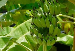 Azerbaijan starts to grow bananas - Azerbaijani Ministry of Agriculture